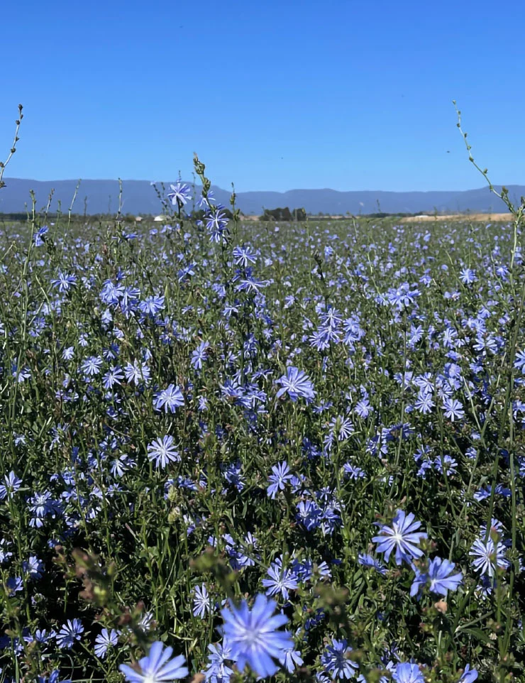 Woodbourn - chickory in full flower