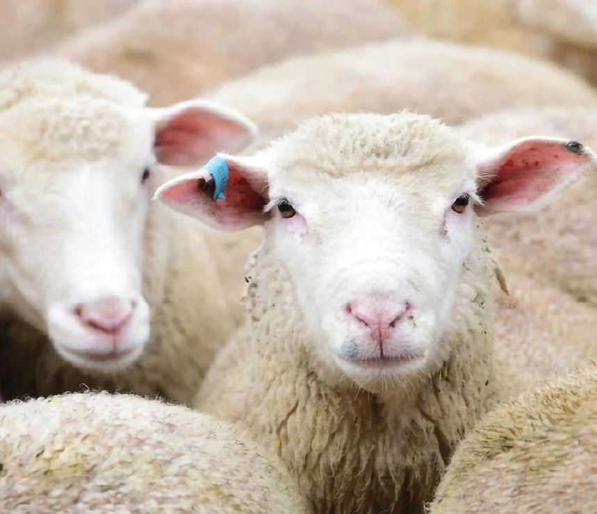 Lamb Production