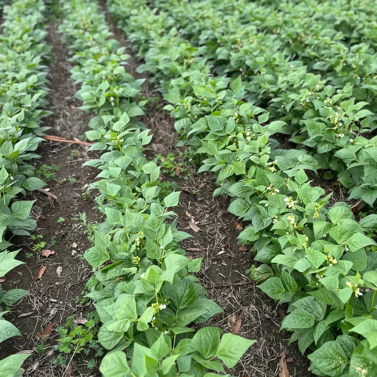 Woodbourn Produce Production