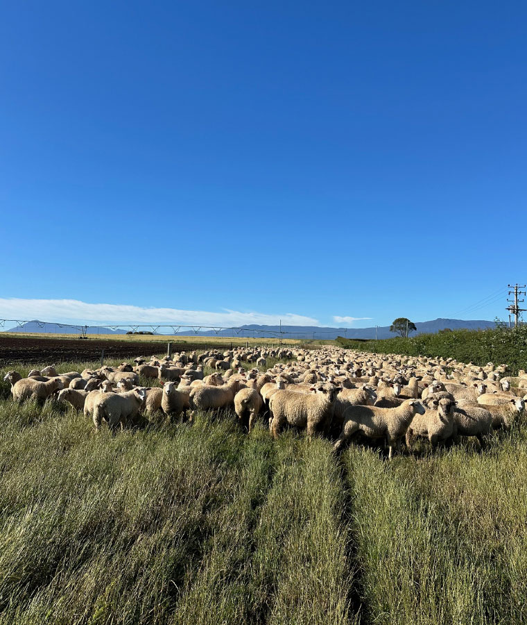 Woodbourn Lamb Production Location