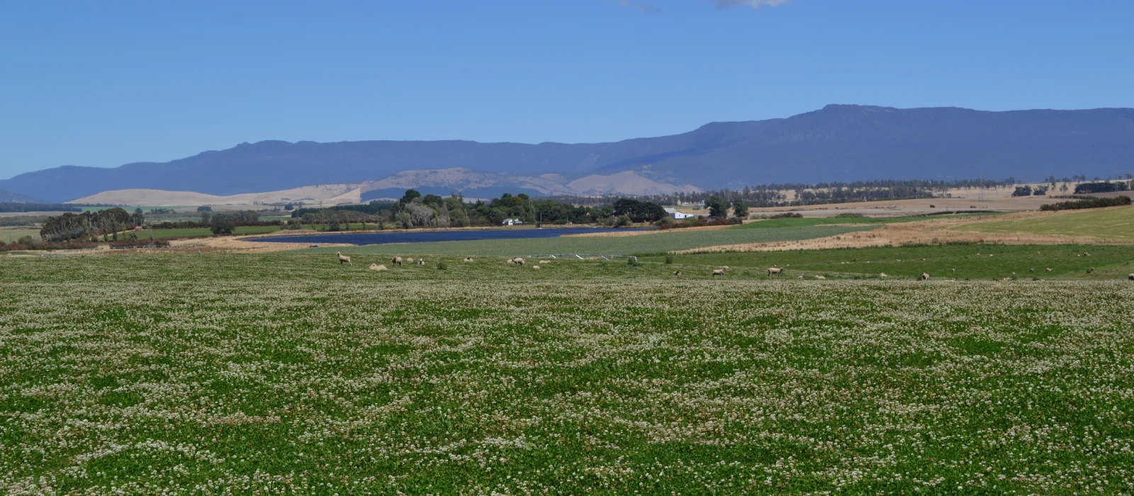 Woodbourn Lamb & Produce Production